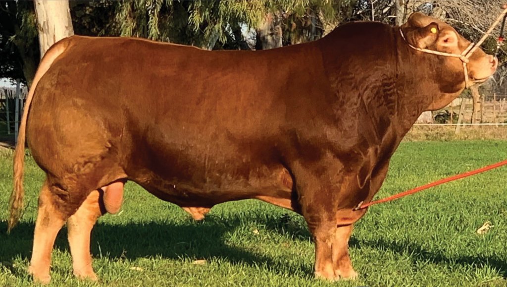 Un toro y una vaca limousin de Argentina, premiados en el “Champions of the Word” de Texas 1 nicanor limousin