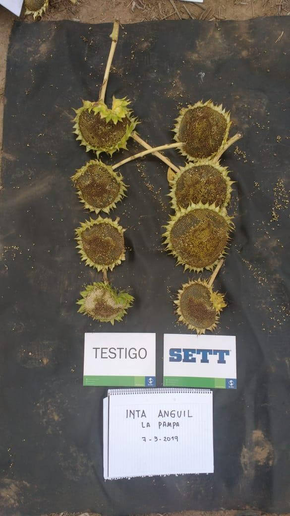 Soja y girasol: cuál es la solución fisiológica para construir más granos por metro cuadrado 3 unnamed 2