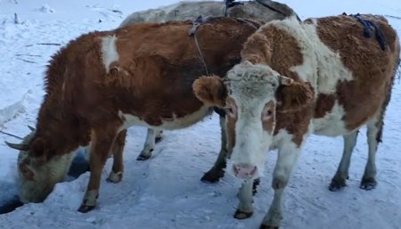 "Corpiños de lana para vacas": el método de un productor de Siberia para cuidar a sus animales del frío 1 vacas siberia infocampo