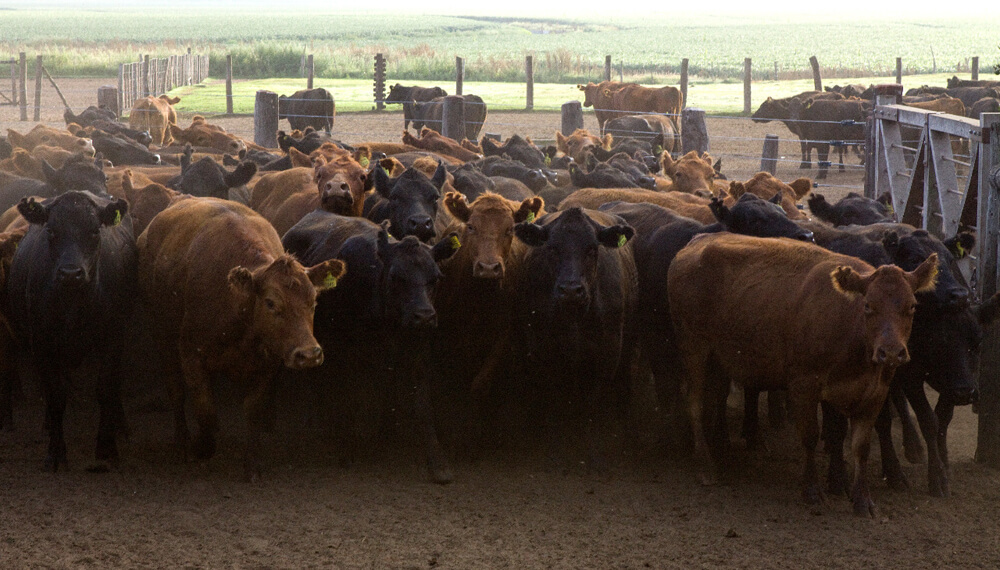 Vacas 1