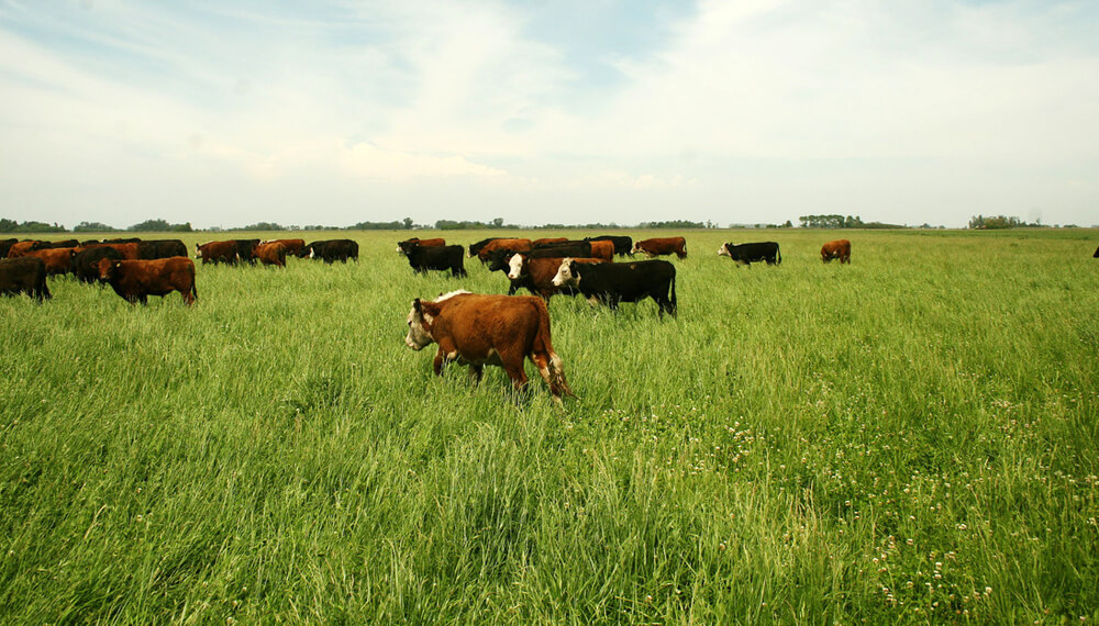 Vacas 2