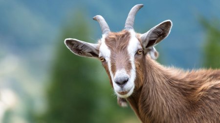 Alerta en Países Bajos por un nuevo brote de neumonía atribuido al contagio por cabras 1 cabra infocampo
