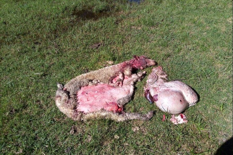 Llegaron a su estancia y encontraron siete ovejas carneadas: "No es la primera vez" 2 l 1610981945