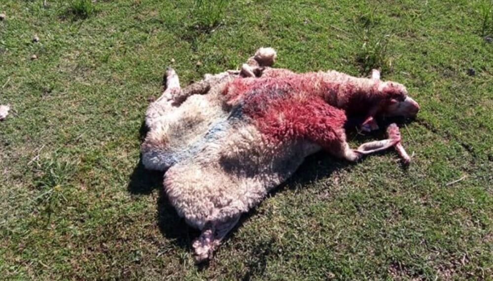 Llegaron a su estancia y encontraron siete ovejas carneadas: "No es la primera vez" 1 oveja cuatreros infocampo