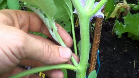 Berenjenas: cómo realizar la poda y tutorado para el cultivo en la huerta en casa