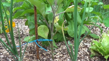 Berenjenas: cómo realizar la poda y tutorado para el cultivo en la huerta en casa