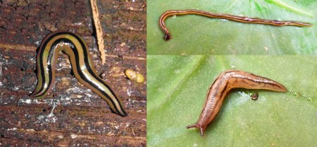 Imbira Bipalium Ambigolimax infocampo