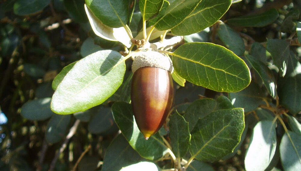 Clonacion arboles de bellota
