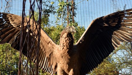 Liberarán en Río Negro al primer cóndor andino nacido en cautiverio en Córdoba 1 cóndor infocampo
