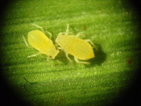 pulgon amarillo infocampo