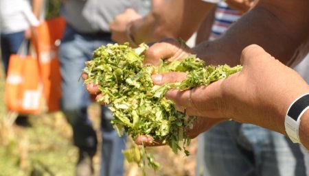 silo kws infocampo