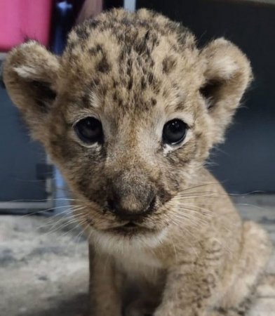 Así es Simba, el primer león nacido por inseminación artificial en el zoológico de Singapur 1 simba cachorro león infocampo