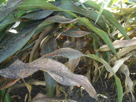 sorgo inta infocampo