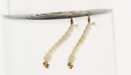 Aedes aegypti larva infocampo
