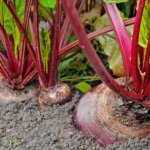 Huerta rápida: cómo sembrar vegetales para cosechar en menos de dos meses 5 Remolacha infocampo