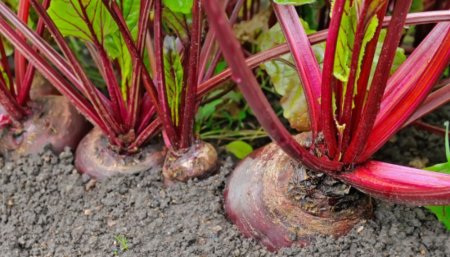 Fácil y sin muchos cuidados: cómo hacer remolacha, un cultivo ideal para sembrar en abril Fácil y sin muchos cuidados: cómo hacer remolacha, un cultivo ideal para sembrar en abril