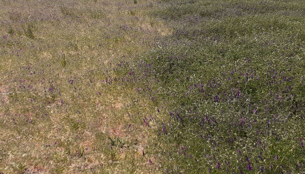 Vicia: la decisión estratégica presiembra que deben tener en cuenta todos los productores 1 Vicia inoculada y fertilizada a la der y testigo izquierda