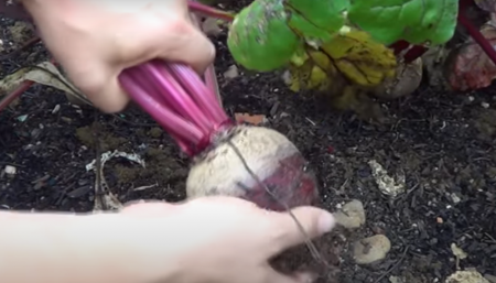 Fácil y sin muchos cuidados: cómo hacer remolacha, un cultivo ideal para sembrar en abril 3 cosecha remolacha infocampo