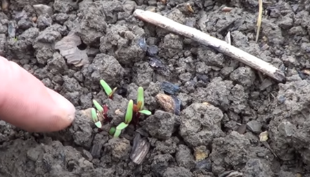 Fácil y sin muchos cuidados: cómo hacer remolacha, un cultivo ideal para sembrar en abril 1 emergencia remolacha infocampo