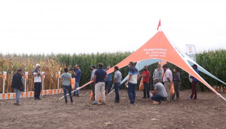 kws infocampo