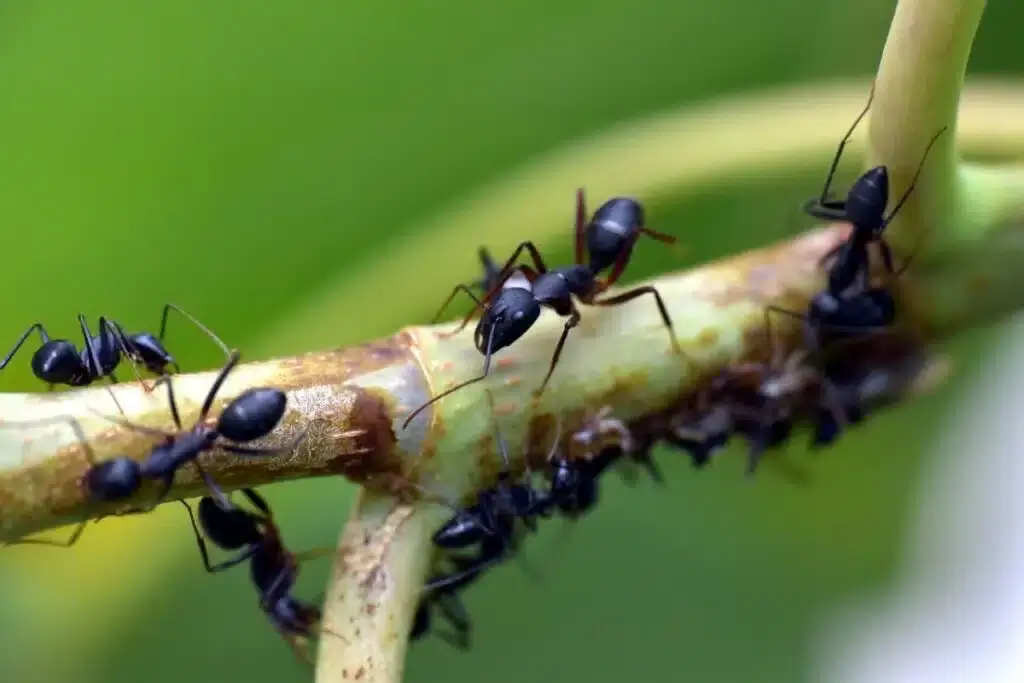 Hormigas: cómo es el método de control biológico para alejarlas de la huerta 1 Como eliminar hormigas de la huerta