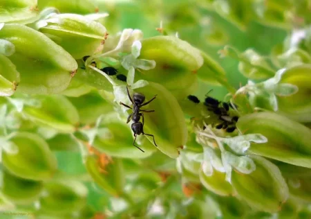 Hormigas
