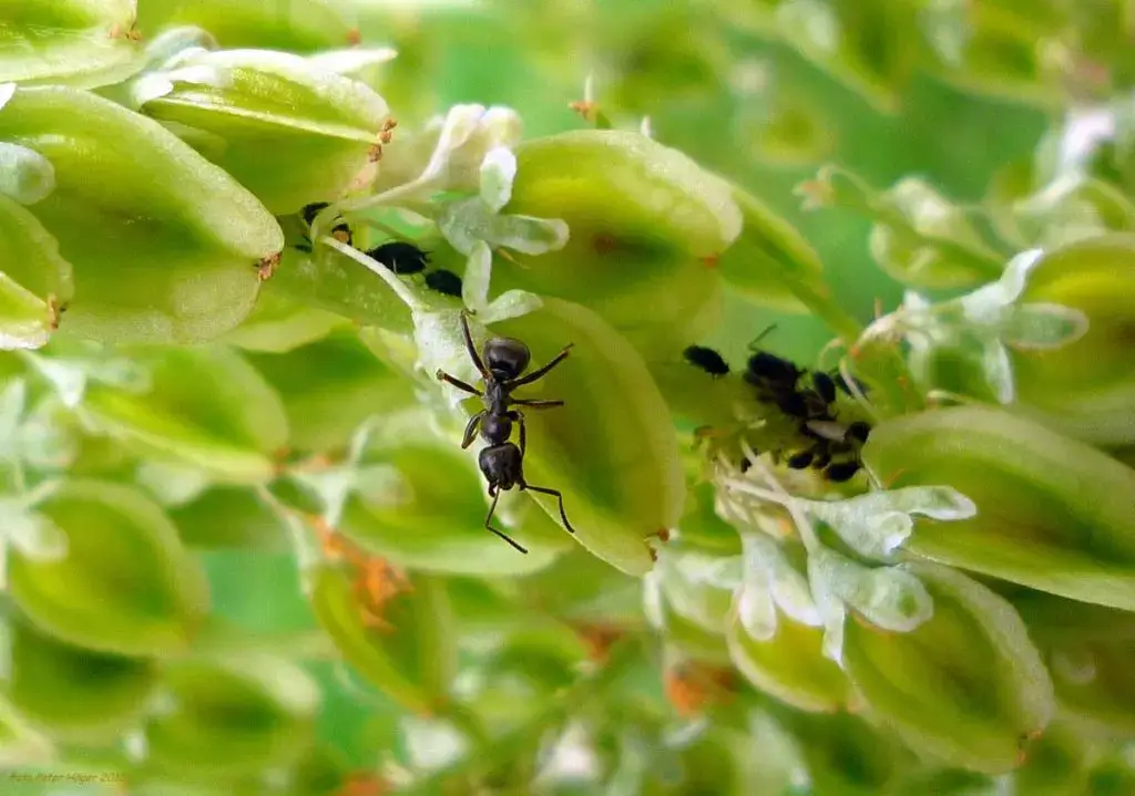 Hormigas