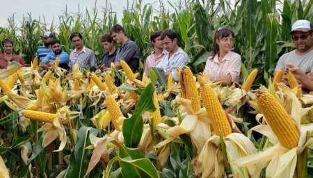 maíz qseeds infocampo
