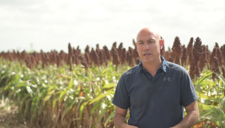 Sorgo granífero: alternativas innovadoras para lograr un alto potencial 1 Ing Martín Liggera infocampo
