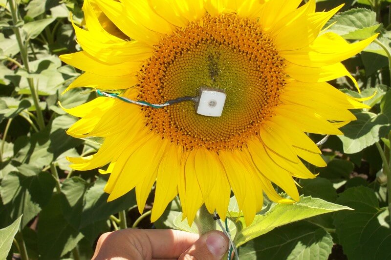 Micrometeorologia Datalogger