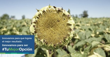 nk girasol infocampo