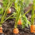 Huerta rápida: cómo sembrar vegetales para cosechar en menos de dos meses 4 zanahorias infocampo