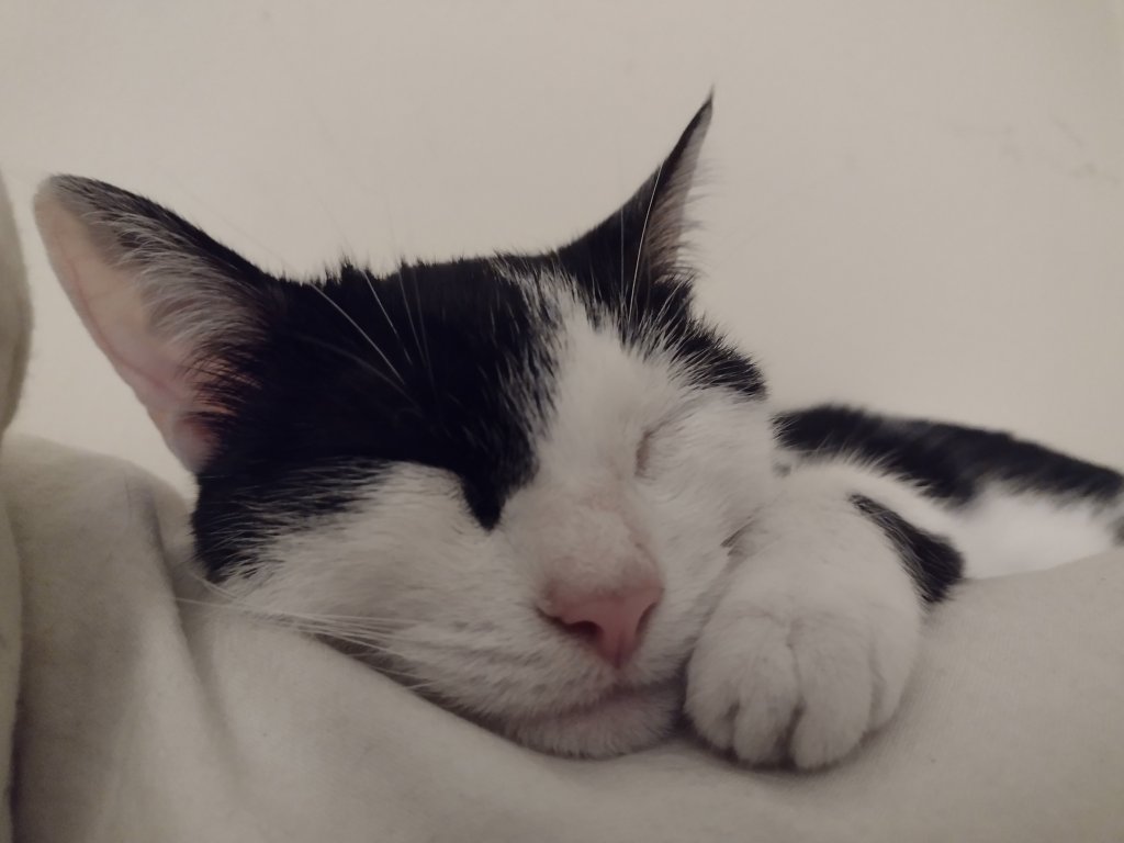gato carinoso infocampo