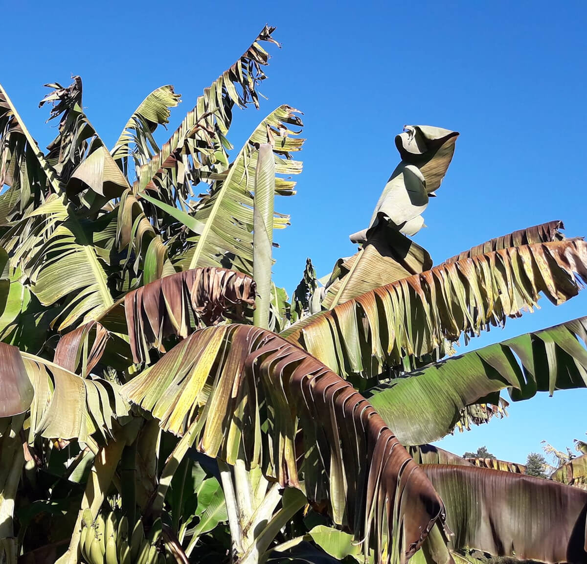 Bananos Formosa Helada