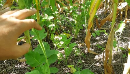 Por qué los cultivos de servicio contribuyen a una agricultura sustentable 1 Cultivo de servicio