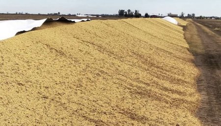 Santa-fe, Rompen-silobolsas, inseguridad-rural