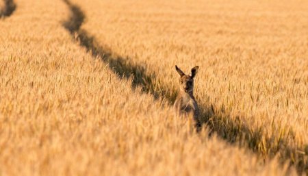 trigo australia