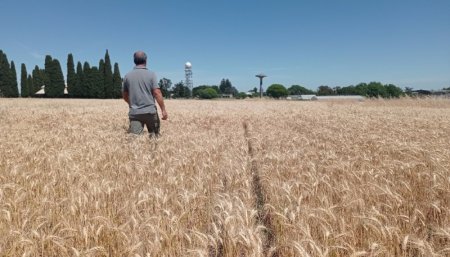 trigo fertilización INTA