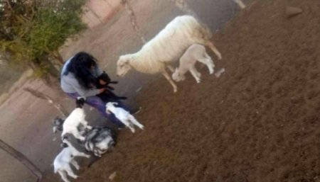 cordero seis patas