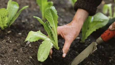huerta