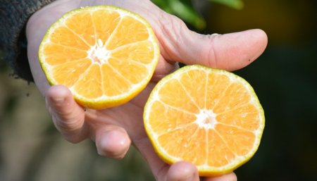 mandarina-inta-concordia