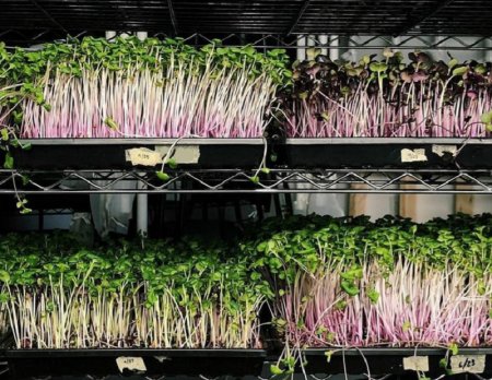 microgreens