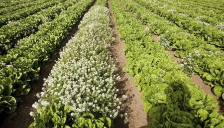 plantas-aliso-insectario-inta