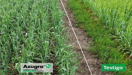 Ryegrass en trigo: lanzan un nuevo modo de acción para frenar una problemática cada vez más frecuente 1 unnamed