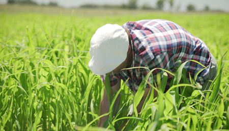 sorgo advanta