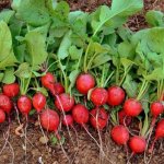 Huerta rápida: cómo sembrar vegetales para cosechar en menos de dos meses 3 Rabanitos huerta