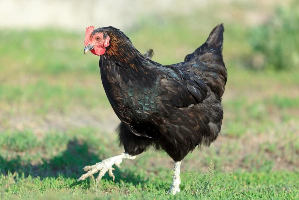 gallinas negras