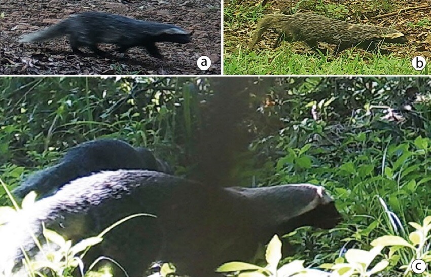 Misiones - Avistaje de huron grande