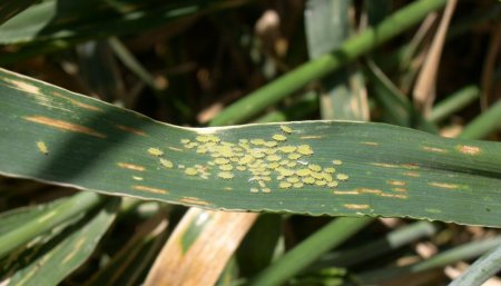 Pulgones en trigo