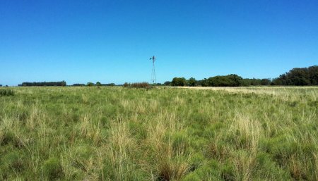 campo alquiler